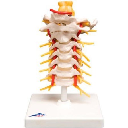 3B® Anatomical Model - Cervical Spinal Column -  FABRICATION ENTERPRISES, 964211